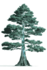 Cypress Tech Logo